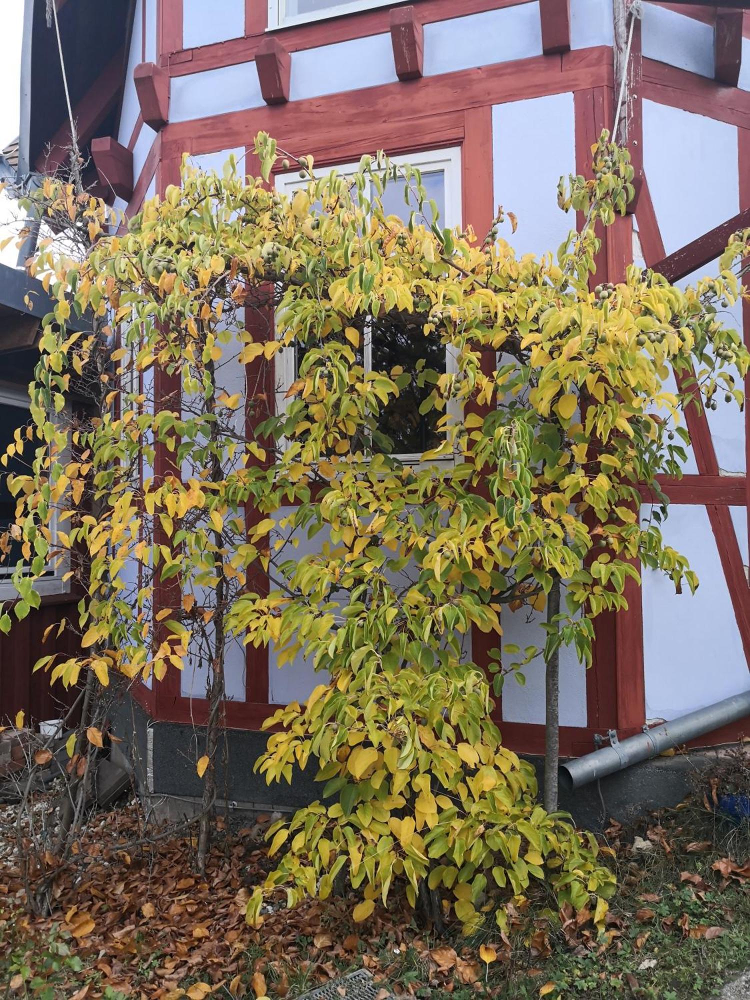 Apartment Zum Waldmeister - Wc Ausserhalb *